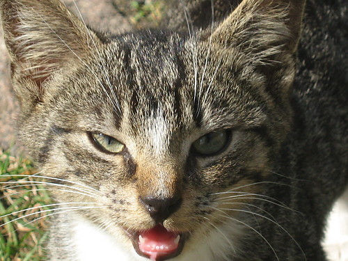wcieky kitty:D