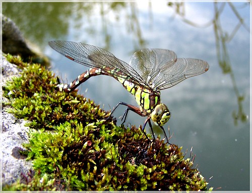 Waka