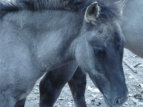 konik .
