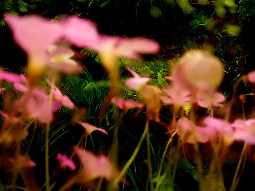 Pinguicula