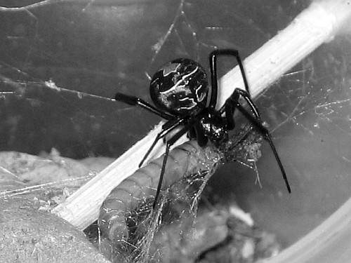 Latrodectus hasselti