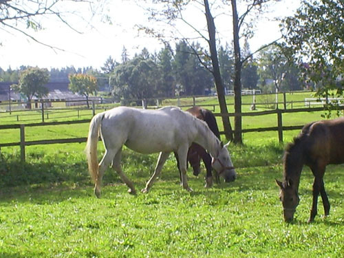 Horses