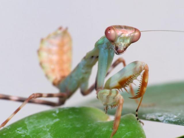 Pnigomantis medioconstricta