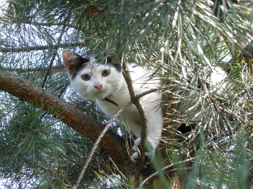 liczny Kropek.