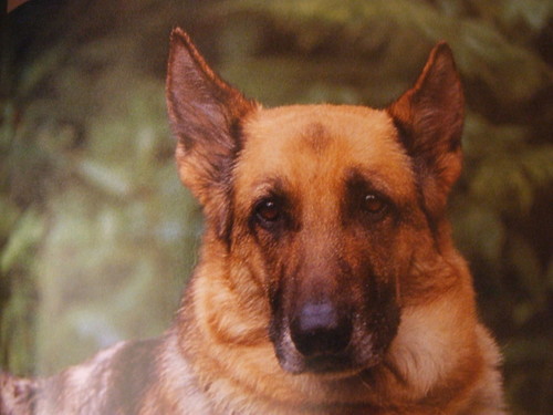 Piesek
