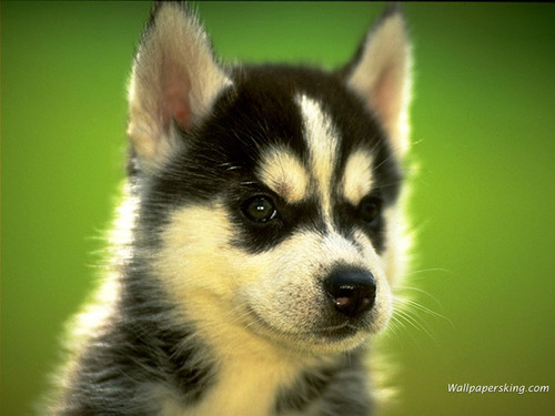 Husky xD