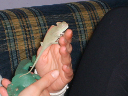 Kameleon