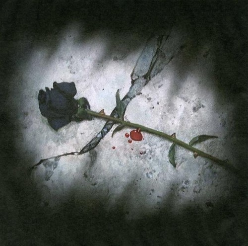 ..:: Black Rose ::..