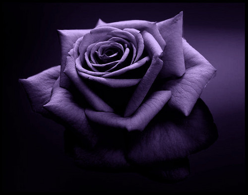 ..:: Purpurowa Ra ::..