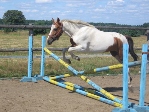 Sara