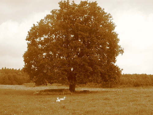 baobab