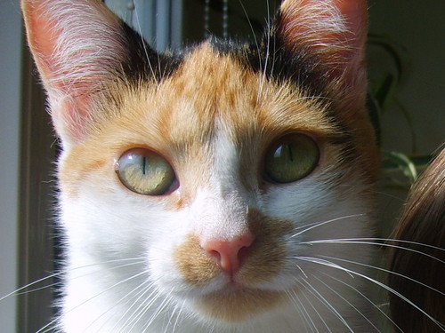 Kicia:*