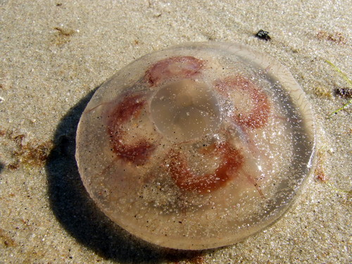 Jellyfish