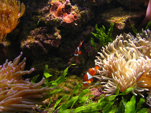 Gdzie jest Nemo?