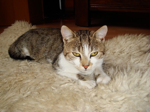 Titu