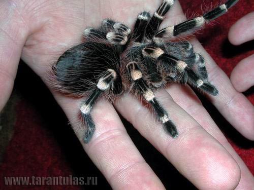 Acanthoscurria geniculata