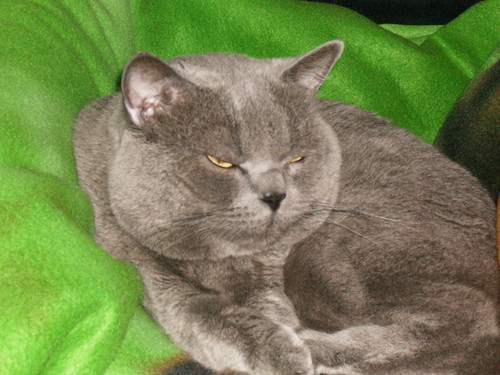 Moja Kicia:*