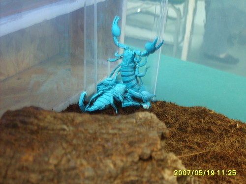 SKORPIONKI:D