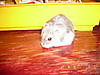 ~Chomiczek~`