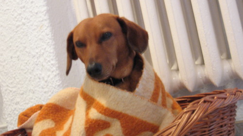 fido