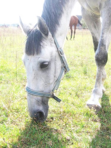 Wpis chevaux