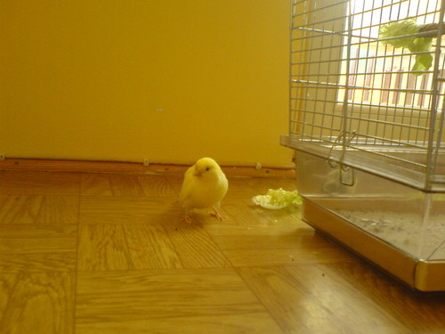 Wpis pogromczyni