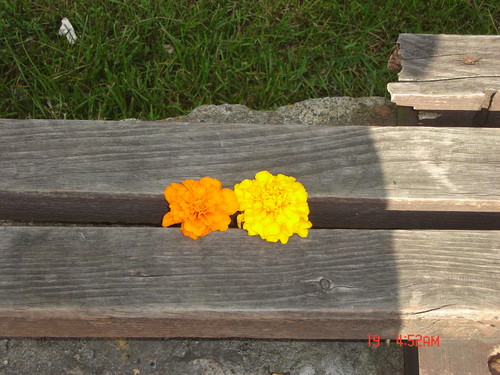 Wpis drogadonikad