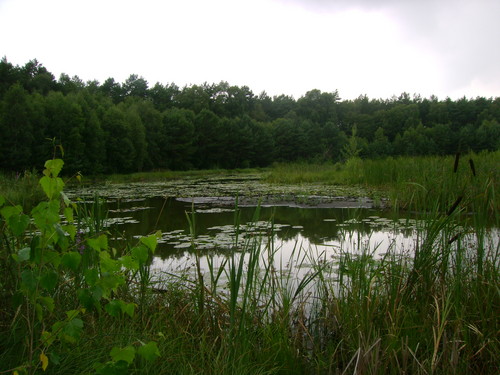 Jeziorko torfowe