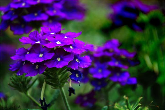 fiolet flowers