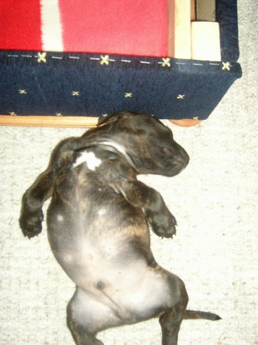 tigerek ^^ ;D 
