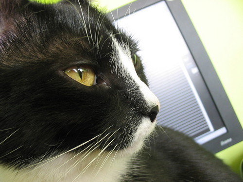 my cat...love;]