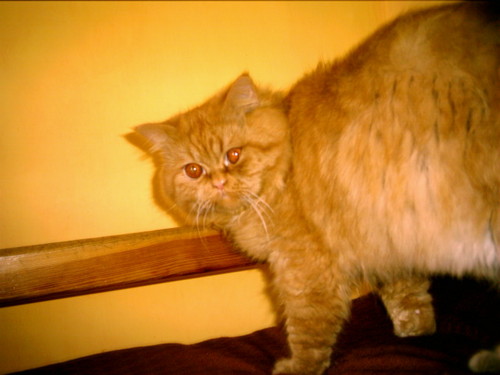 Kicia
