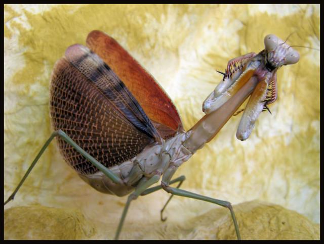 Plistospilota quineensis