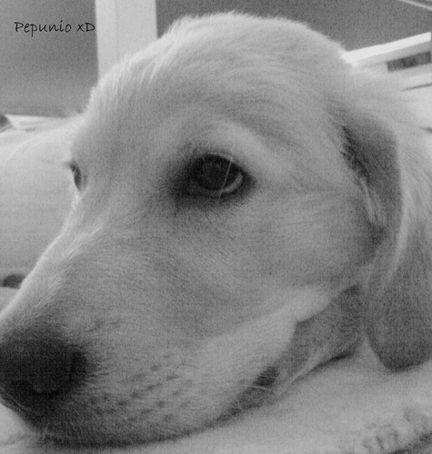 A Dzi Pepunio xD ..
