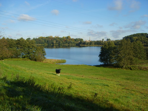 Widoczek