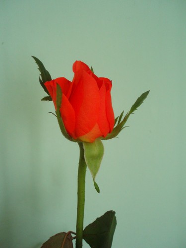 ...... rose .....