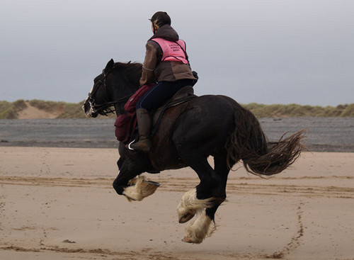 Cumbrian Heavy Horses