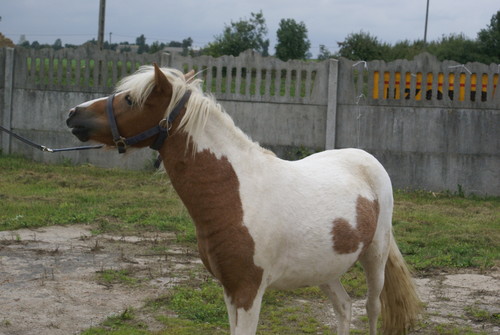Gosia