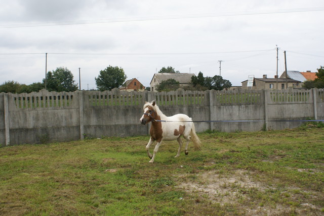 gosia