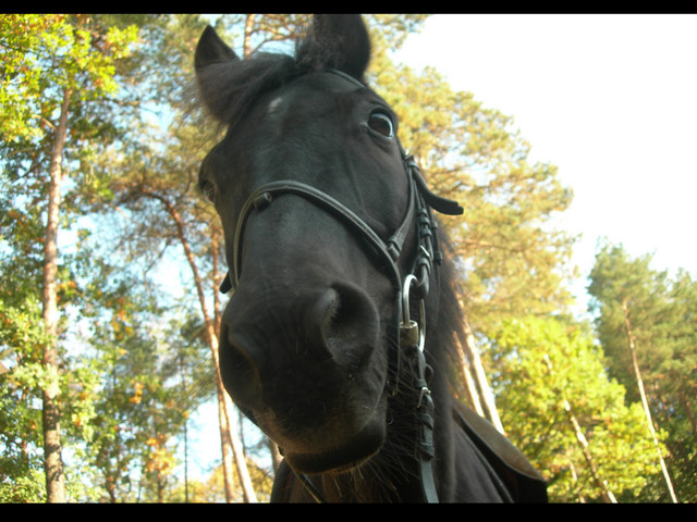 Wpis horseshoe