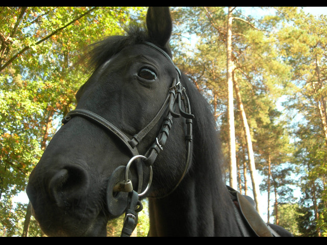 Wpis horseshoe