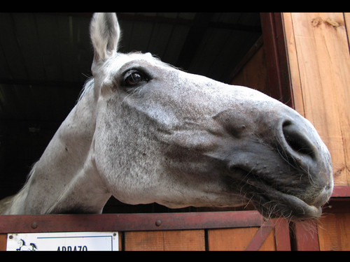 Wpis horseshoe