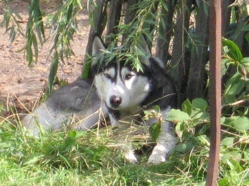 Przyczajony Husky....