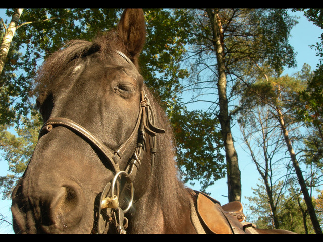 Wpis horseshoe