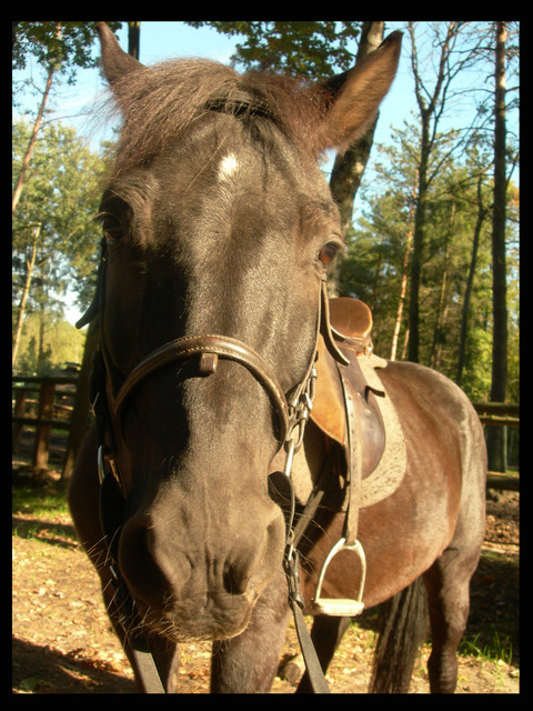 Wpis horseshoe