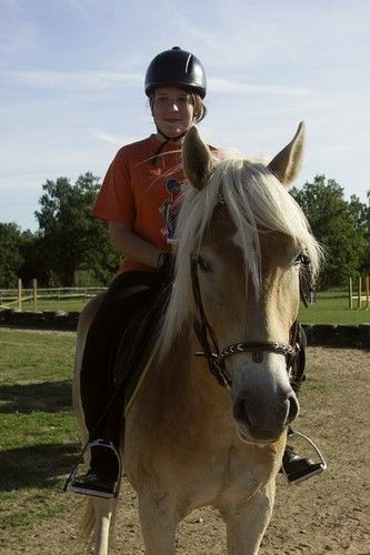 Haflinger:P