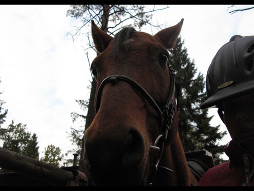 Wpis horseshoe