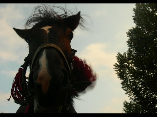 Wpis horseshoe