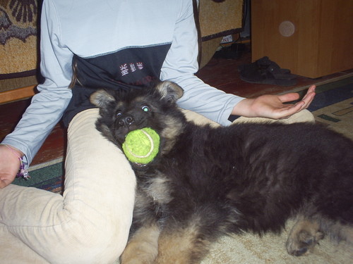 rex