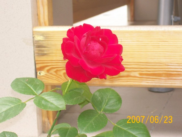 Ryczka